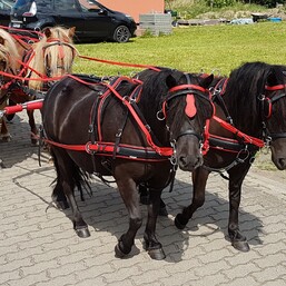 BioThane Harness