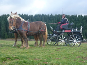 BioThane brest collar marathon COMBI 