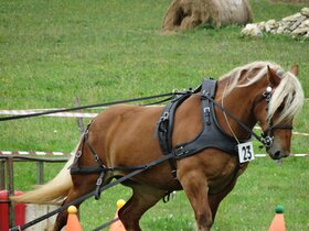 BioThane brest collar marathon COMBI 