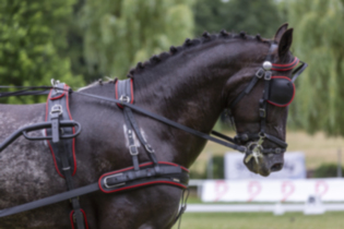 Singel BioThane® Marathon harness , anatomic brest
