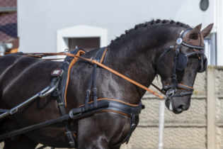 Singel BioThane® Marathon harness COMBI, anatomic brest 
