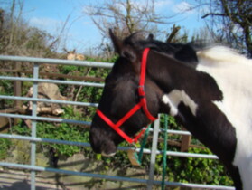 UNDERHALTER