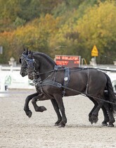 Pas przez konny BioThane - 1 szt. 