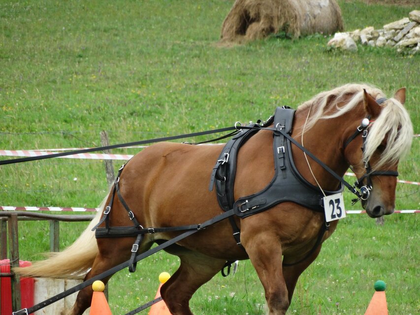 BioThane brest collar marathon COMBI 