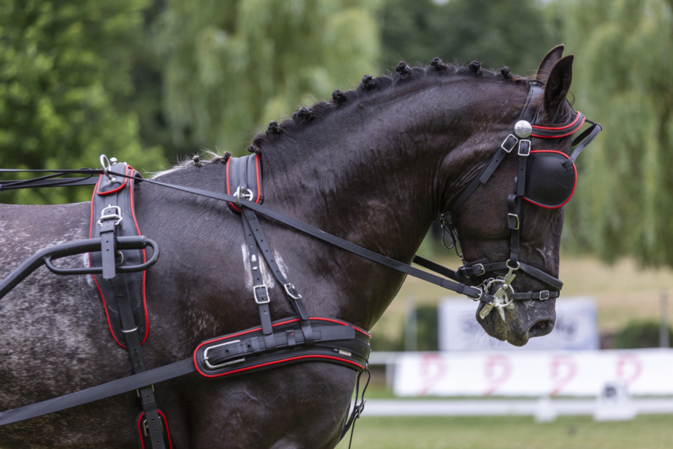 Singel BioThane® Marathon harness , anatomic brest