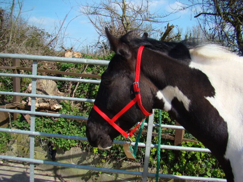 UNDERHALTER